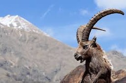 Stambecco.jpg - {Stambecco.jpg} - [65516]