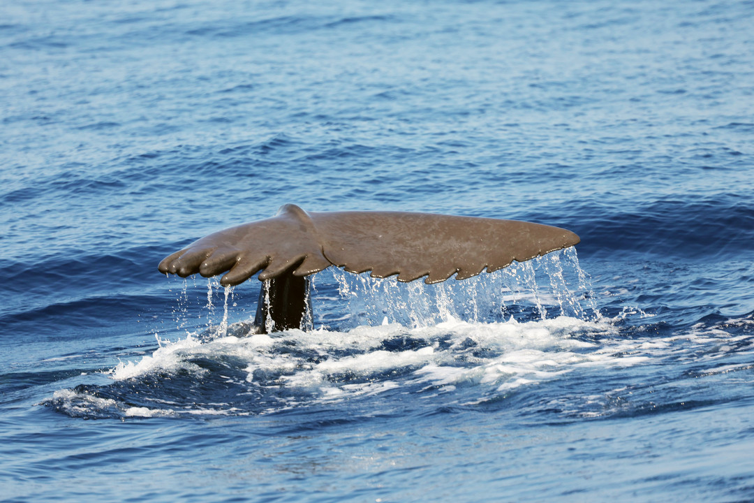 Capodoglio Atlante_Gabualdi_3_Tethys.jpg - {Capodoglio Atlante_Gabualdi_3_Tethys.jpg} - [6575]