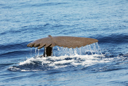Capodoglio Atlante_Gabualdi_3_Tethys.jpg - {Capodoglio Atlante_Gabualdi_3_Tethys.jpg} - [6575]