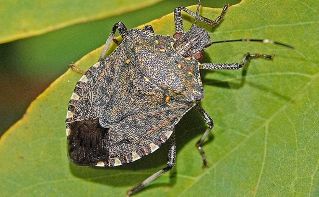 Cimice asiatica.jpg - {Cimice asiatica.jpg} - [6712]