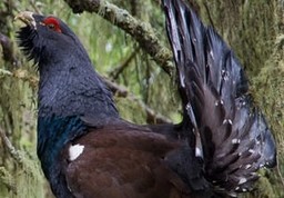 Immagine Gallo Cedrone.jpg - {Immagine Gallo Cedrone.jpg} - [67177]