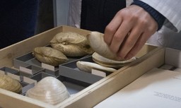 Fossili.jpg - {Fossili.jpg} - [67409]