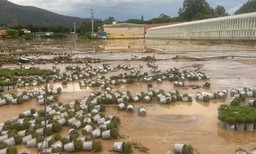 danni albenga-0x1080.jpeg - {danni albenga-0x1080.jpeg} - [68034]