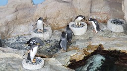 Corteggiamento pinguini Papua_093718_bassa.jpg - {Corteggiamento pinguini Papua_093718_bassa.jpg} - [69534]