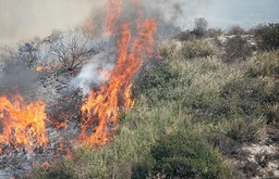 incendio boschivo.jpg - {incendio boschivo.jpg} - [69886]
