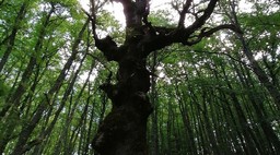 bosco.jpg - {bosco.jpg} - [71412]