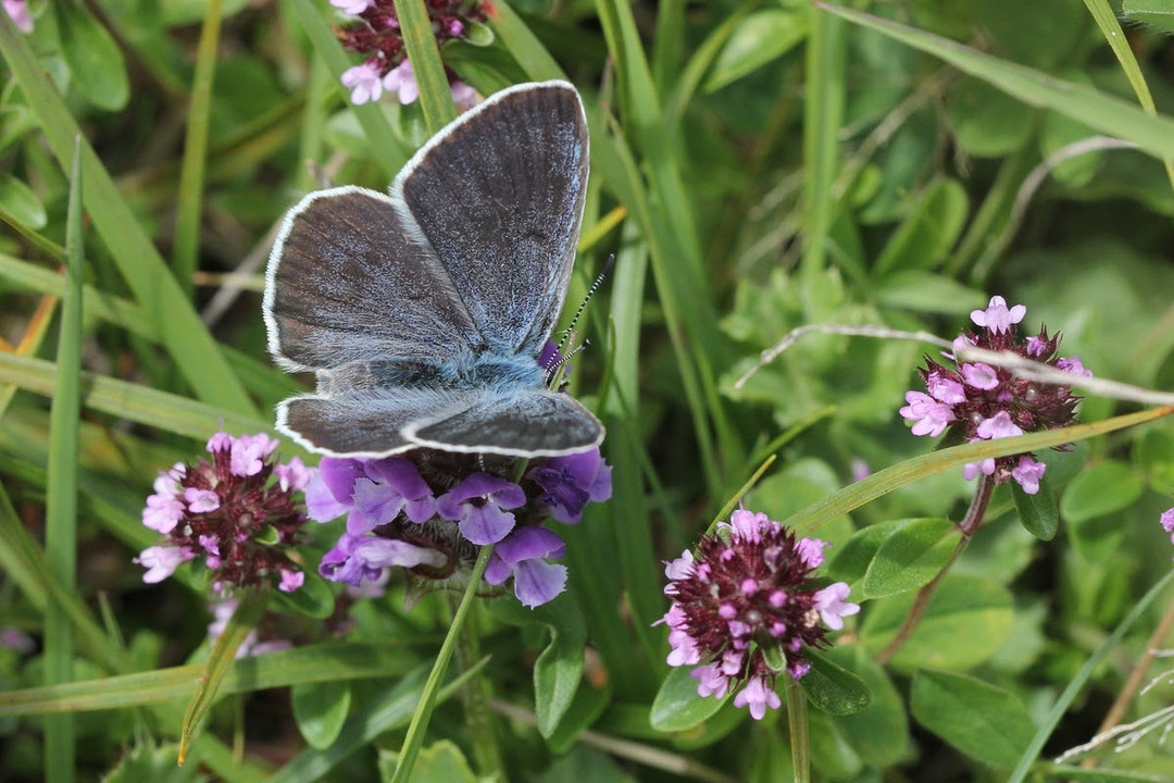 Immagine Revello farfalla.jpg - {Immagine Revello farfalla.jpg} - [72324]