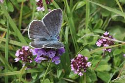 Immagine Revello farfalla.jpg - {Immagine Revello farfalla.jpg} - [72324]