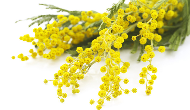 Mimosa.jpg - {Mimosa.jpg} - [72532]