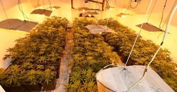 CannabisPiantineAlbergo.jpeg - {CannabisPiantineAlbergo.jpeg} - [72762]