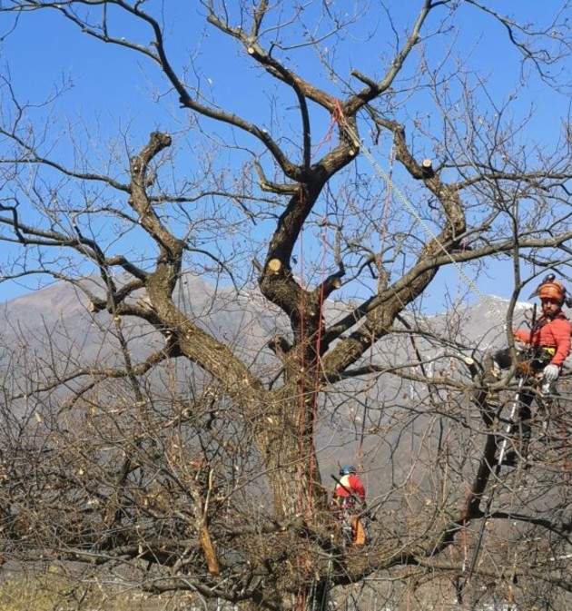 Potature_Castagno-580x620.jpg - {Potature_Castagno-580x620.jpg} - [73373]