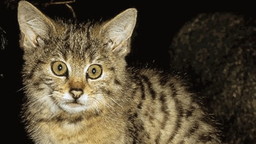 gatto.jpg - {gatto.jpg} - [76362]