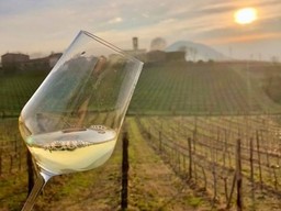 Moscato.jpg - {Moscato.jpg} - [76962]