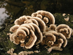 Foto micro-organismi.JPG - {Foto micro-organismi.JPG} - [77002]