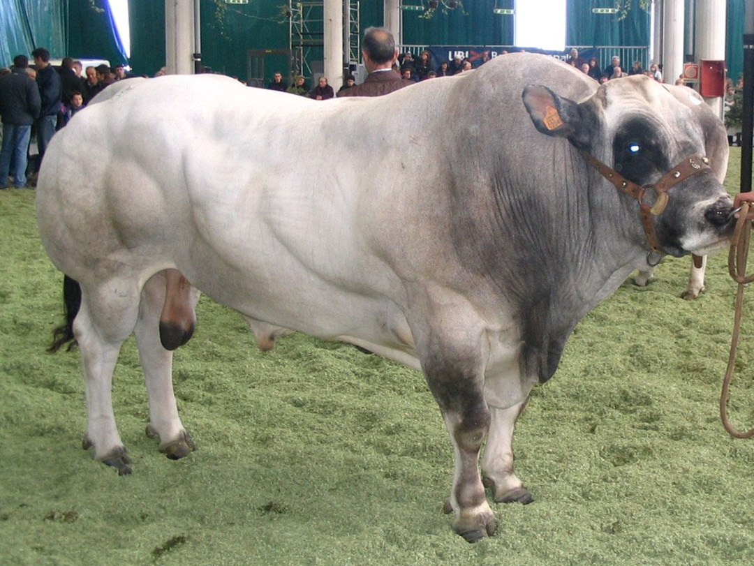 Immagine Toro piemontese.jpg - {Immagine Toro piemontese.jpg} - [77139]