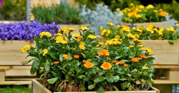 savona-in-fiore-909288.jpg - {savona-in-fiore-909288.jpg} - [78965]