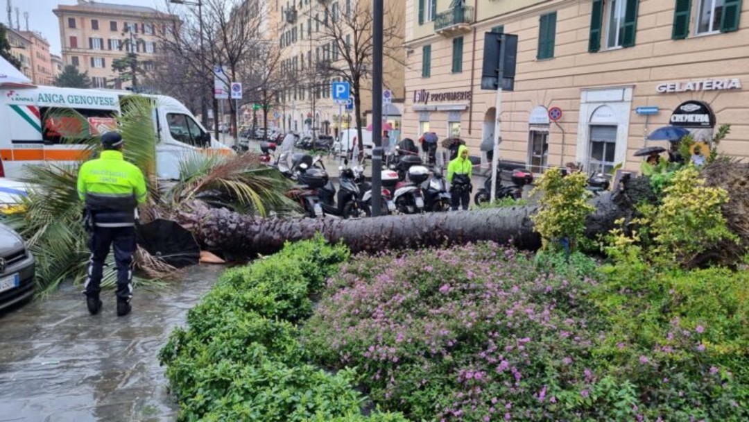 crolla-palma-genova-768x432.jpg - {crolla-palma-genova-768x432.jpg} - [78981]