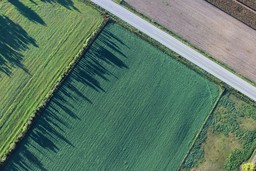 Foto prato campi agricoltura.jpg - {Foto prato campi agricoltura.jpg} - [79741]