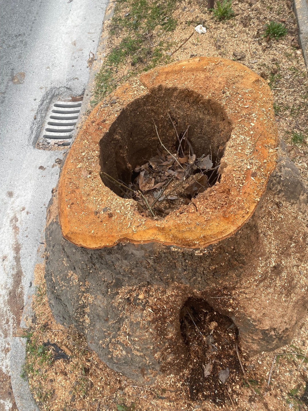 Immagine Alberi abbattimentojpg.jpg - {Immagine Alberi abbattimentojpg.jpg} - [80798]