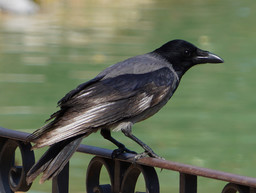 Corvus cornix.jpg - {Corvus cornix.jpg} - [80998]