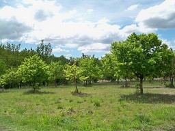 Foto tartufo.jpg - {Foto tartufo.jpg} - [81229]