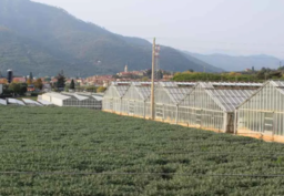 agricoltura.png - {agricoltura.png} - [81334]