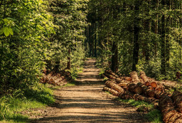 Foreste.jpg - {Foreste.jpg} - [81697]