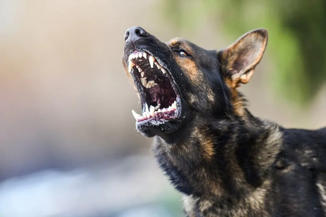 cane-rabbia-aggressivo-1024x684.jpg (1).jpg - {cane-rabbia-aggressivo-1024x684.jpg (1).jpg} - [86210]