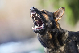 cane-rabbia-aggressivo-1024x684.jpg (1).jpg - {cane-rabbia-aggressivo-1024x684.jpg (1).jpg} - [86210]