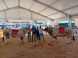 Bovini.jpg - {Bovini.jpg} - [86486]