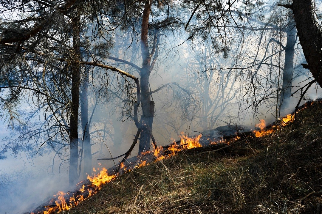 incendi-boschivi.jpg - {incendi-boschivi.jpg} - [86574]