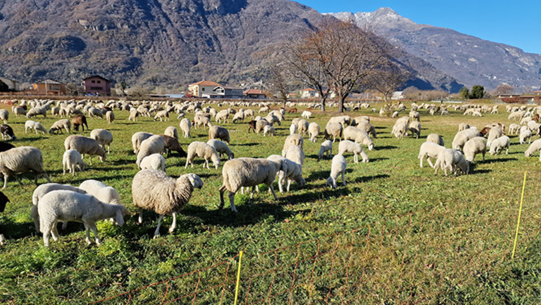 Foto pecore al pascolo nel Torinese.jpg - {Foto pecore al pascolo nel Torinese.jpg} - [86598]