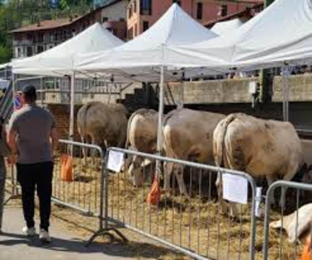 Immagine fiera di primavera Mondovì.jpg - {Immagine fiera di primavera Mondovì.jpg} - [86894]