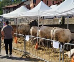 Immagine fiera di primavera Mondovì.jpg - {Immagine fiera di primavera Mondovì.jpg} - [86894]