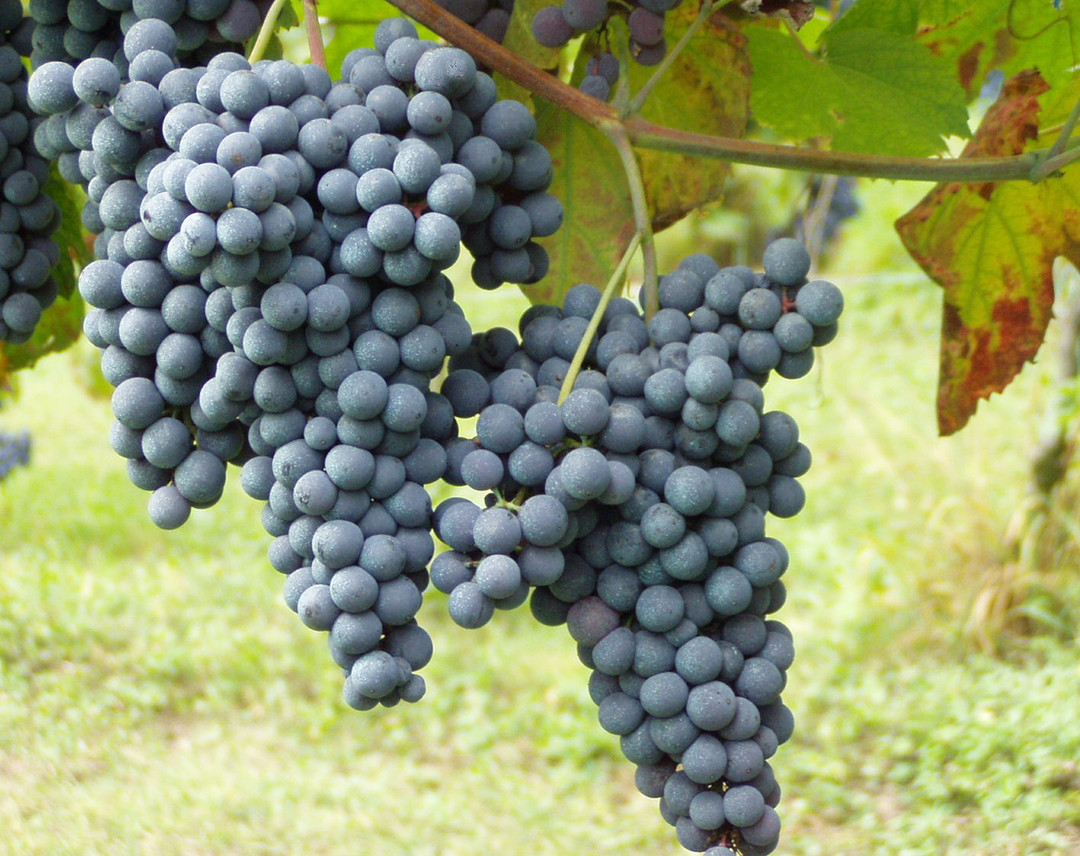 Nebbiolo.jpg - {Nebbiolo.jpg} - [86966]