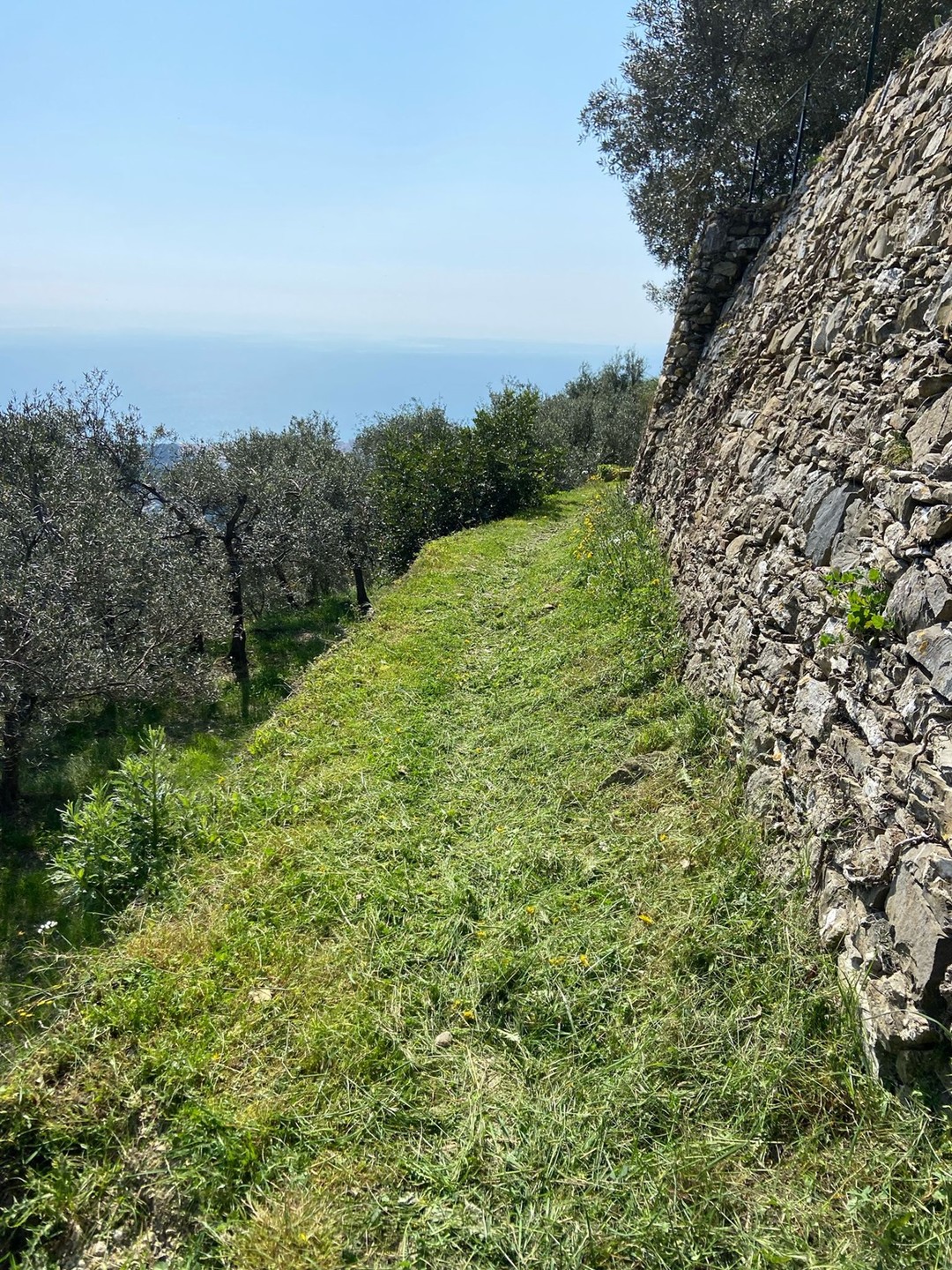 Ripresa l'attività di manutenzione ordinaria dei sentieri e delle mulattiere di Alassio (2).jpeg - {Ripresa l'attività di manutenzione ordinaria dei sentieri e delle mulattiere di Alassio (2).jpeg} - [88216]