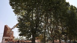 PlataniAsti.jpg - {PlataniAsti.jpg} - [88648]