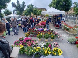 Immagine fiori1.jpg - {Immagine fiori1.jpg} - [96953]