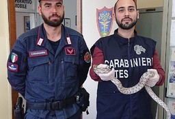 SerpenteGranoAcquiTerme.jpeg - {SerpenteGranoAcquiTerme.jpeg} - [97905]